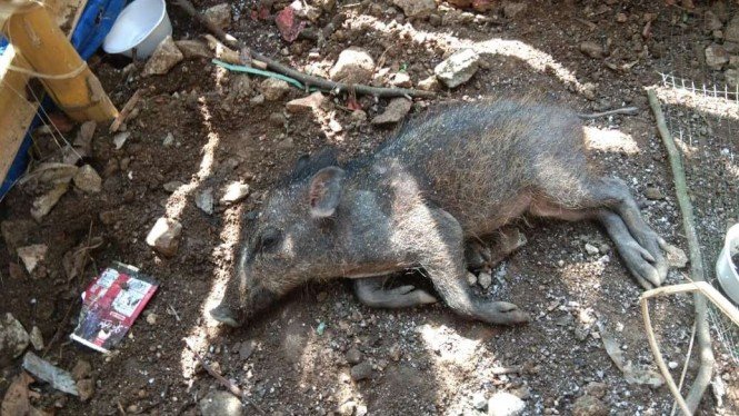 Geger Babi Ngepet di Depok, Begini Penjelasan Polisi