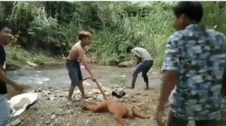 Pelaku Penyiksa Satwa Langka Simpai di Sumbar di Amankan Polisi