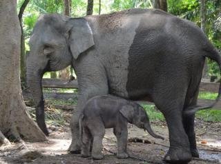 Dua Gajah Diduga dari TNTN Masuk Pemukiman dan Merusak Kebun Warga di Sorek Pelalawan