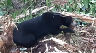 Teror Beruang di Kebun Durian Bikin Warga Limapuluh Kota Tak Nyaman