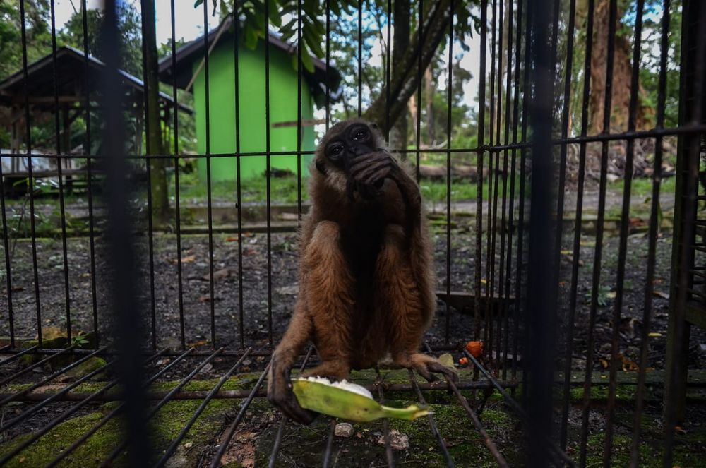 Dirawat Dari Bayi Hingga Usia 6 Tahun, Owa Ungko Akhirnya Diserahkan ke BBKSDA Riau
