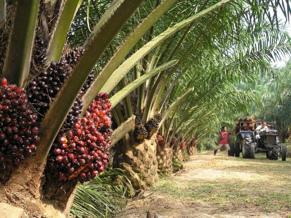 Jelang Lebaran Harga TBS Sawit Riau Naik Lagi, Berikut Daftar Harganya