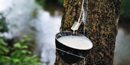 Harga Bahan Olahan Karet di Riau Mengalami Penurunan, Berikut Daftar Harganya