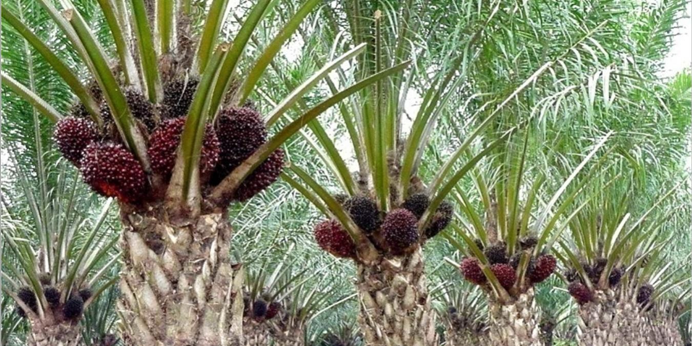 Harga Sawit Turun, Pekan Ini Dihargai Rp2.630,23 per Kg