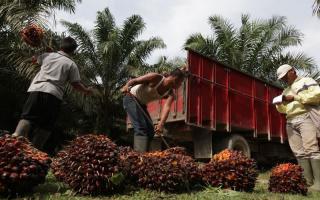 Alhamdulillah, Lepas Lebaran Harga Kelapa Sawit Riau Naik Lagi