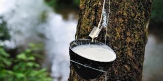 Harga Bahan Olahan Karet di Riau Mengalami Penurunan, Berikut Daftar Harganya