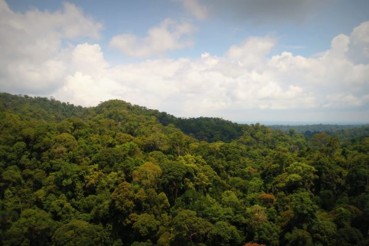 Kisah Orang Rimba, Nabung Uang Rp 1,5 Miliar Ditolak Bank