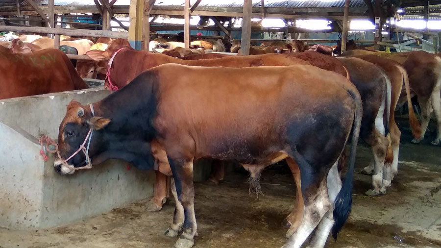 Meski Pada Masa Pandemi, Kebutuhan Hewan Qurban Meningkat di Riau