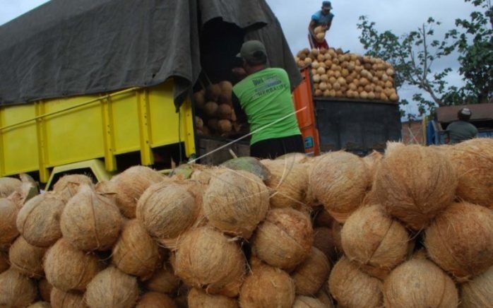 Harga Kelapa di Riau Minggu Ini Turun, Berikut Daftarnya