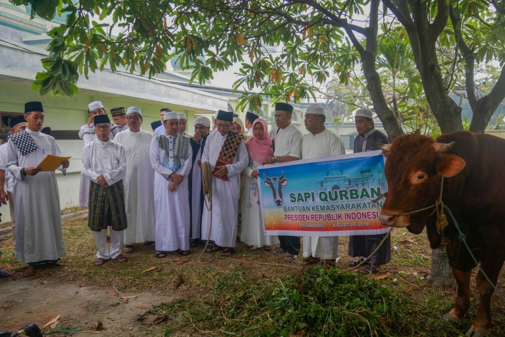 Tahun Ini Pemprov Riau Kembali Dapatkan Bantuan Sapi Qurban dari Jokowi