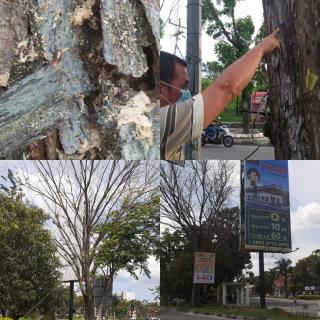 DLHK : Pohon di Simpang Arifin Achmad Pekanbaru Kena Hama