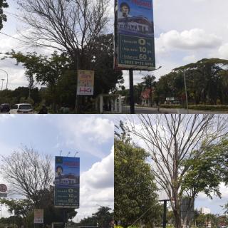 Pohon di Simpang Arifin Ahmad Pekanbaru Mendadak Mati Kering, Ada Reklame Berdiri