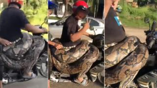 Viral Pengendara Motor Ini Bawa Ular Piton Dengan Berat 200 Kg di Pinggang