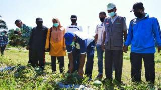 Bupati Alfedri Panen Semangka Program BAZnas di Merempan Hilir Siak, Hasilkan Rp70 Juta Sekali Panen