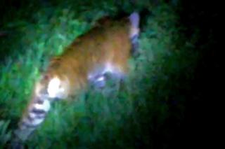 Beredar Video Seekor Harimau Muncul di Pemukiman Warga Sungai Apit Siak
