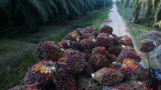 Harga Sawit Turun Lagi Periode 16-22 Juni Rp2.361,59 per Kg