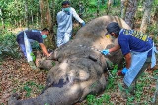 Diduga Gegara Sakit Hati Seekor Gajah Betina di Pelalawan Riau Ditemukan Mati 