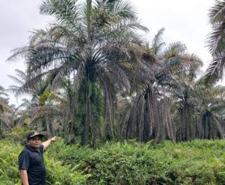 Hasil Audit, Ketua Kopsa-M Diduga Lakukan Berbagai Penyimpangan