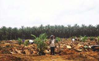 Pemerintah Permudah Syarat Replanting Sawit Hanya 2 Syarat