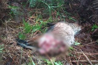 Harimau Sumatera Kembali Muncul di Teluk Lanus Siak, Dua Ekor Kambing Dimangsa