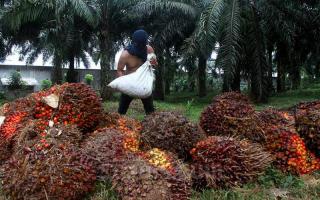 Harga Kelapa Sawit Riau Naik Jadi Rp2.084,29 per Kg Periode 30 Juni - 06 Juli