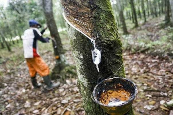 Alhamdulillah, Harga Bahan Olahan Karet di Riau Pekan Ini Naik