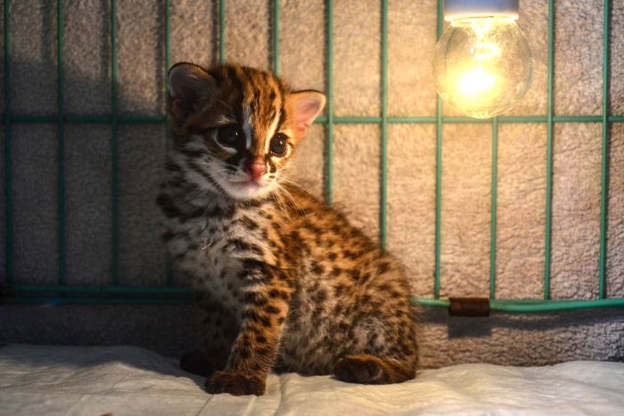 Diserahkan Warga, Bayi Kucing Hutan ini Jalani Perawatan di BBKSDA Riau