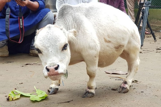 Tingginya Hanya 51 Cm, Sapi 23 Bulan Ini Mendadak Viral