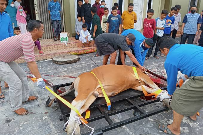 Cara Baru Pemotongan Hewan Kurban di Pekanbaru Gunakan Alat Ala RPH 