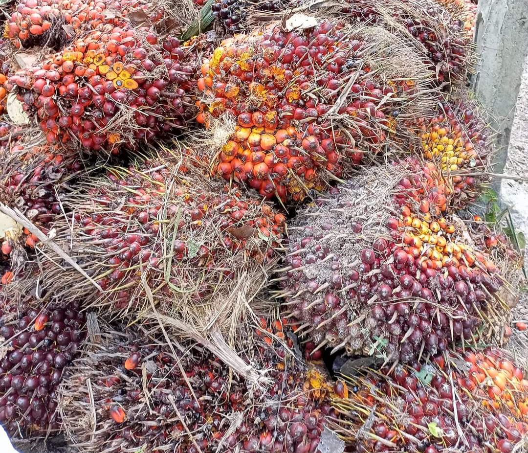 Harga Minyak Sawit Mentah di Jambi Periode 23-29 Juli 2021 Rp10.920 per kg