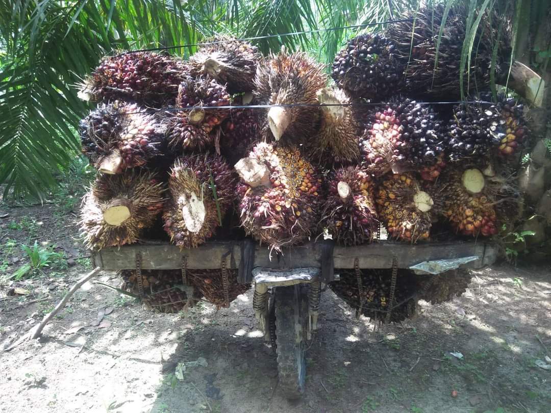 Provinsi Riau Masuk Pertumbuhan Ekonomi Baru Karena Industri Sawit