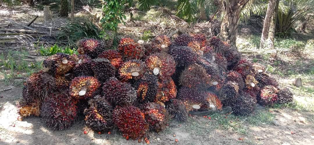 Periode 27 Juli 2021-3 Agustus 2021, Harga TBS Sawit Naik Lagi Rp 2.643,72/Kg