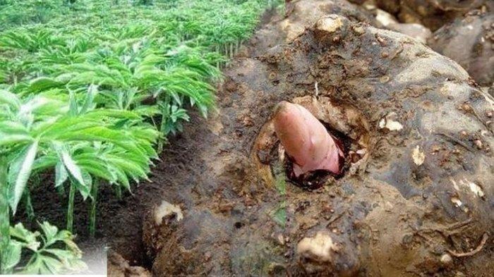 Miliki Nilai Ekonomi Tinggi, Gubri Dukung Penanaman & Pengembangan Porang di Riau