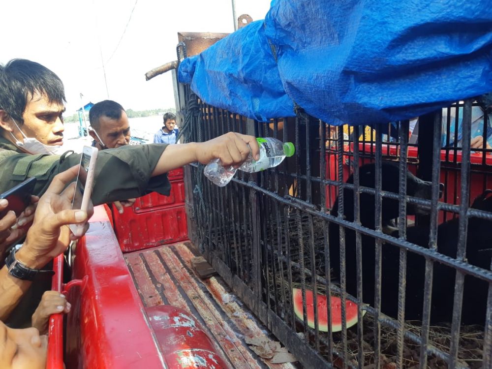 BBKSDA Riau Lakukan Perawatan Intensif Seekor Beruang Madu yang Terjerat di Inhil