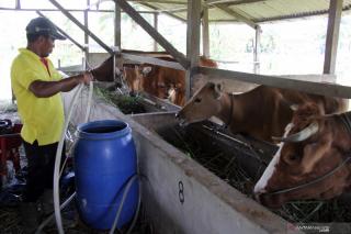Realisasi Program Hibah Sapi Tahun 2021 Riau Terkendala Teknis