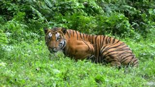 Warga Pelalawan Lolos Dari Serangan Harimau, Ini Kata BKSDA Riau
