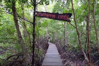 Begini Kondisi Ekowisata Mangrove Sungai Bersejarah di Siak Pada Masa Pandemi