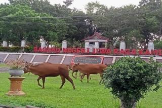 Belasan Ekor Sapi Ngantor di Kantor Bupati Merangin