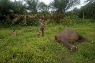 Seekor Gajah Ditemukan Mati Tanpa Kepala di Aceh Timur