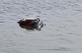 Jasad Wanita dengan Mulut dan Tangan Terikat Mengapung di Sungai Rokan, Rohil