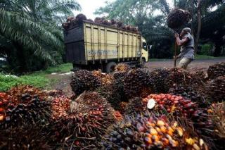 Petani Swadaya Akan Diakomodir Lewat Pergub 77 Tahun 2020 Menjamin Harga TBS Sawit