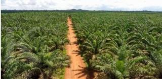 APKASINDO Setuju Pemprov Riau Tak Keluarkan Izin Pengusaha Buka Kebun Sawit Baru