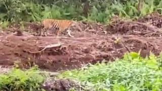 Seram, Harimau Tiba-tiba Muncul di Dekat Pekerja Kebun Sawit di Inhil