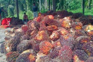 Naik Lagi, Harga Sawit Periode 21-27 Juli Rp2.508,67 per Kg