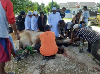 Kurban Tiap Tahun, Sapi 1,373 Ton Disembelih Anggota DPRD Pekanbaru