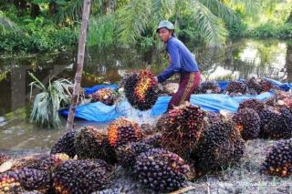 Luar Biasa! Minyak Sawit Mentah di Bursa Perdagangan Melesat 1,99 Persen