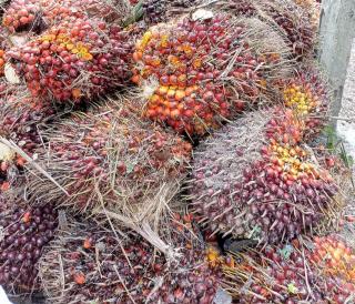Harga Minyak Sawit Mentah di Jambi Periode 23-29 Juli 2021 Rp10.920 per kg