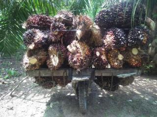 Provinsi Riau Masuk Pertumbuhan Ekonomi Baru Karena Industri Sawit