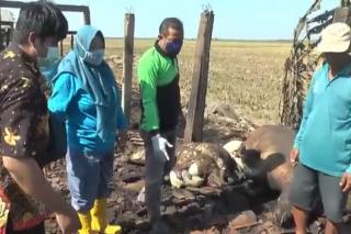 Kasihan, Kandang Terbakar, Lima Ekor Kerbau Milik Kelompok Ternak Ikut Terpanggang