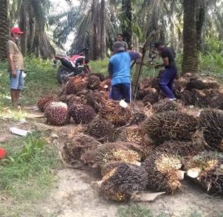Horas! Harga TBS Sawit di Sumut Naik Lagi Rp 2.626 per Kg